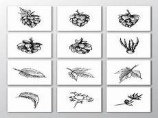 植物素描画大全图片