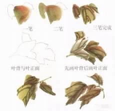 大写意芭蕉叶的画法