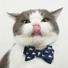 可爱小猫咪头像