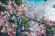 马克笔画樱花树教程