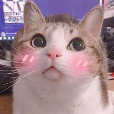 可爱猫猫头像图片